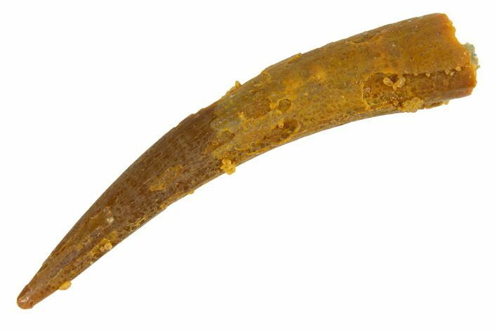 Fossil Pterosaur (Siroccopteryx) Tooth - Morocco #329027